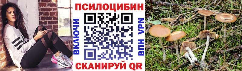 Галлюциногенные грибы Psilocybe  Купить закладки  Рошаль 